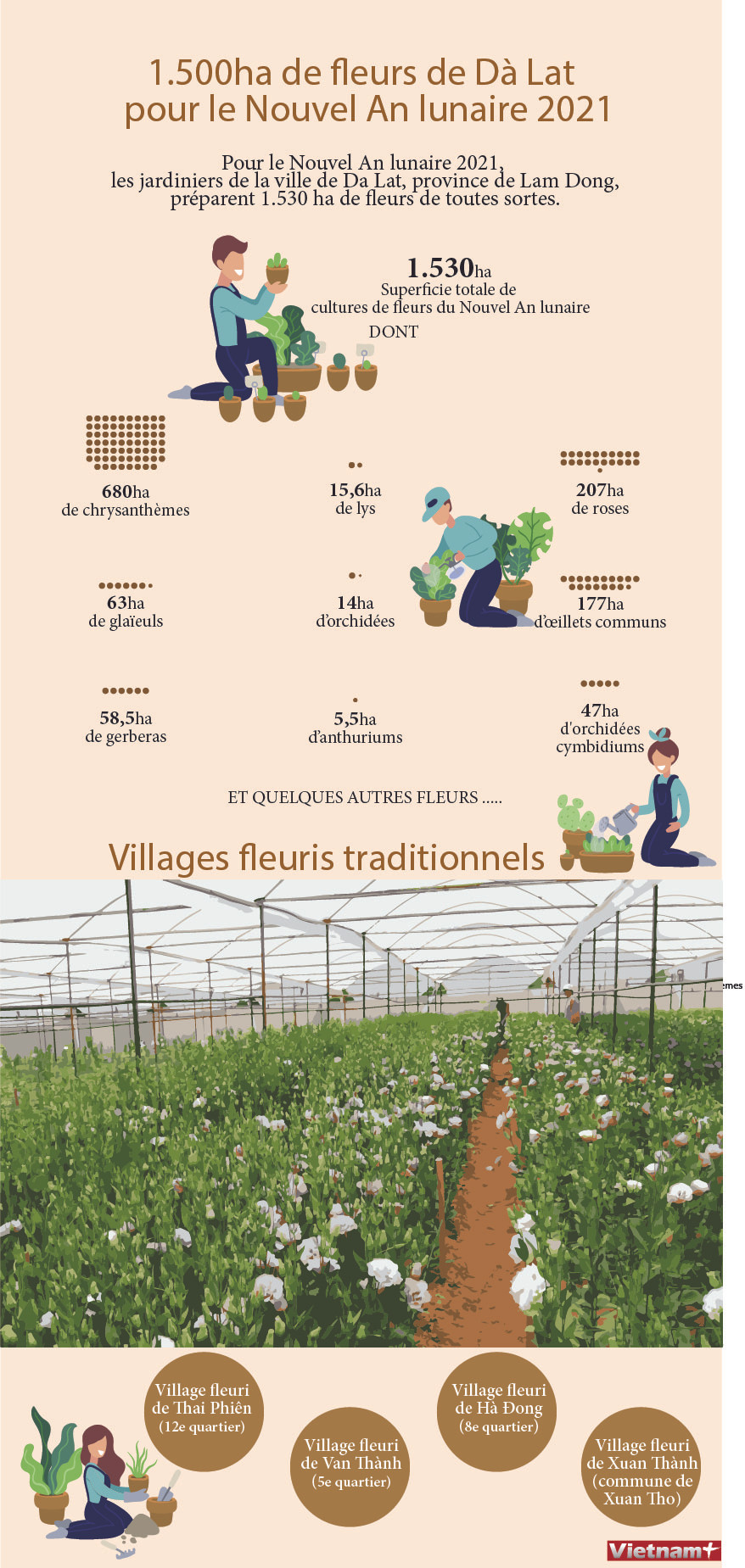 1.500ha de fleurs de Dà Lat pour le Nouvel An lunaire 2021 ảnh 1 1.500ha de fleurs de Dà Lat pour le Nouvel An lunaire 2021 ảnh 1