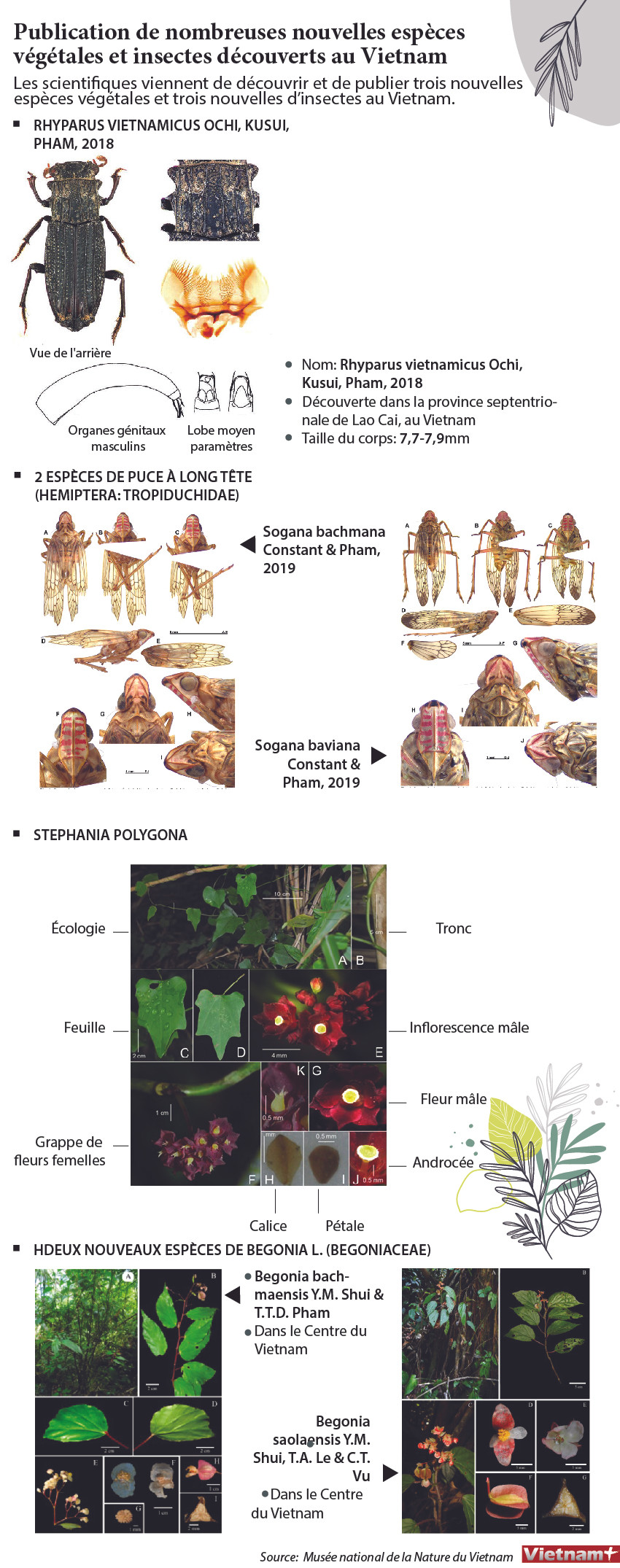 Publication de nombreuses nouvelles espèces végétales et insectes découverts au Vietnam ảnh 1 Publication de nombreuses nouvelles espèces végétales et insectes découverts au Vietnam ảnh 1
