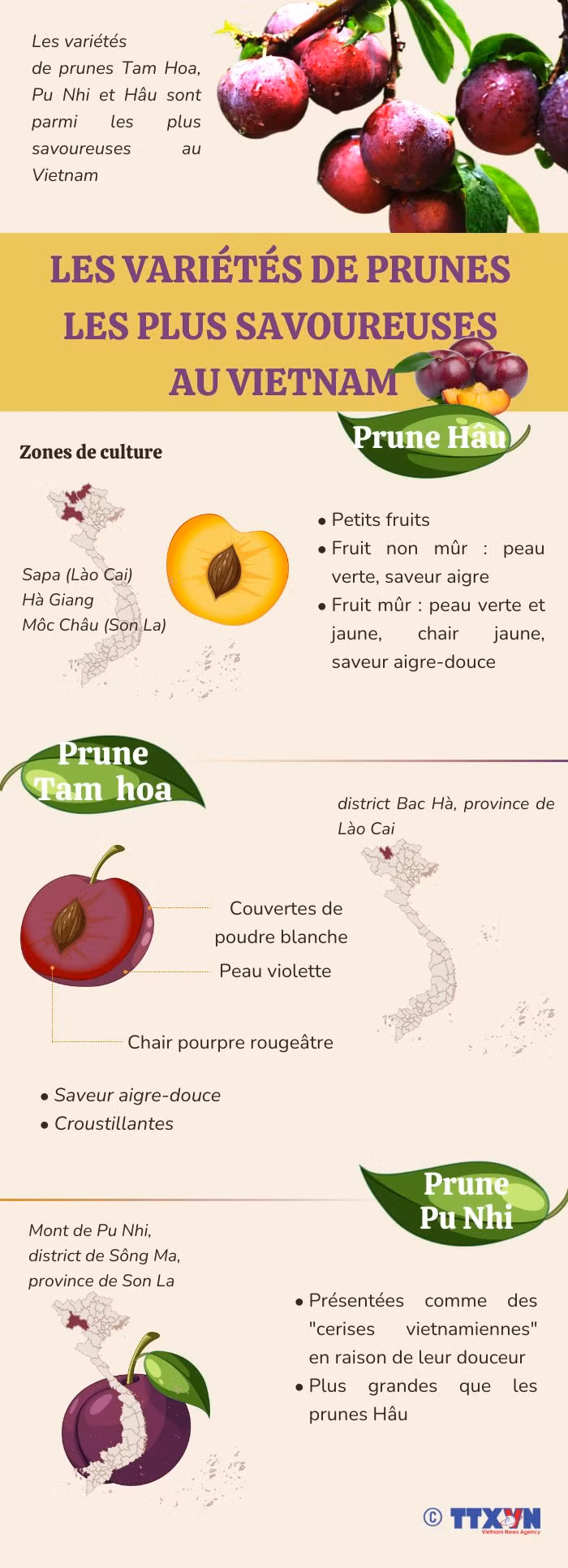 Les variétés de prunes les plus savoureuses au Vietnam ảnh 1