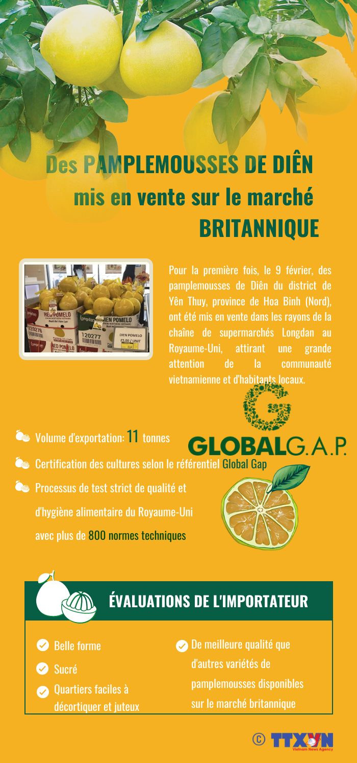 Des pamplemousse de Diên mis en vente sur le marché britannique ảnh 1 Des pamplemousse de Diên mis en vente sur le marché britannique ảnh 1