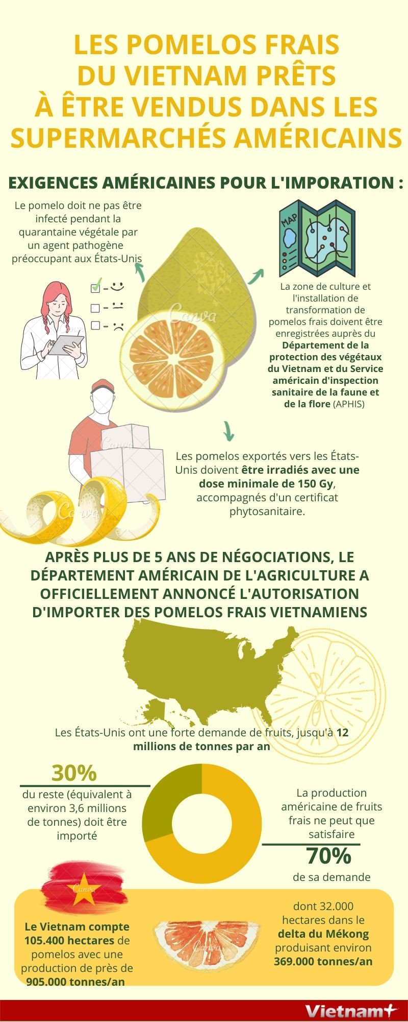 Les pomelos frais du Vietnam prêts à être vendus dans les supermarchés américains ảnh 1