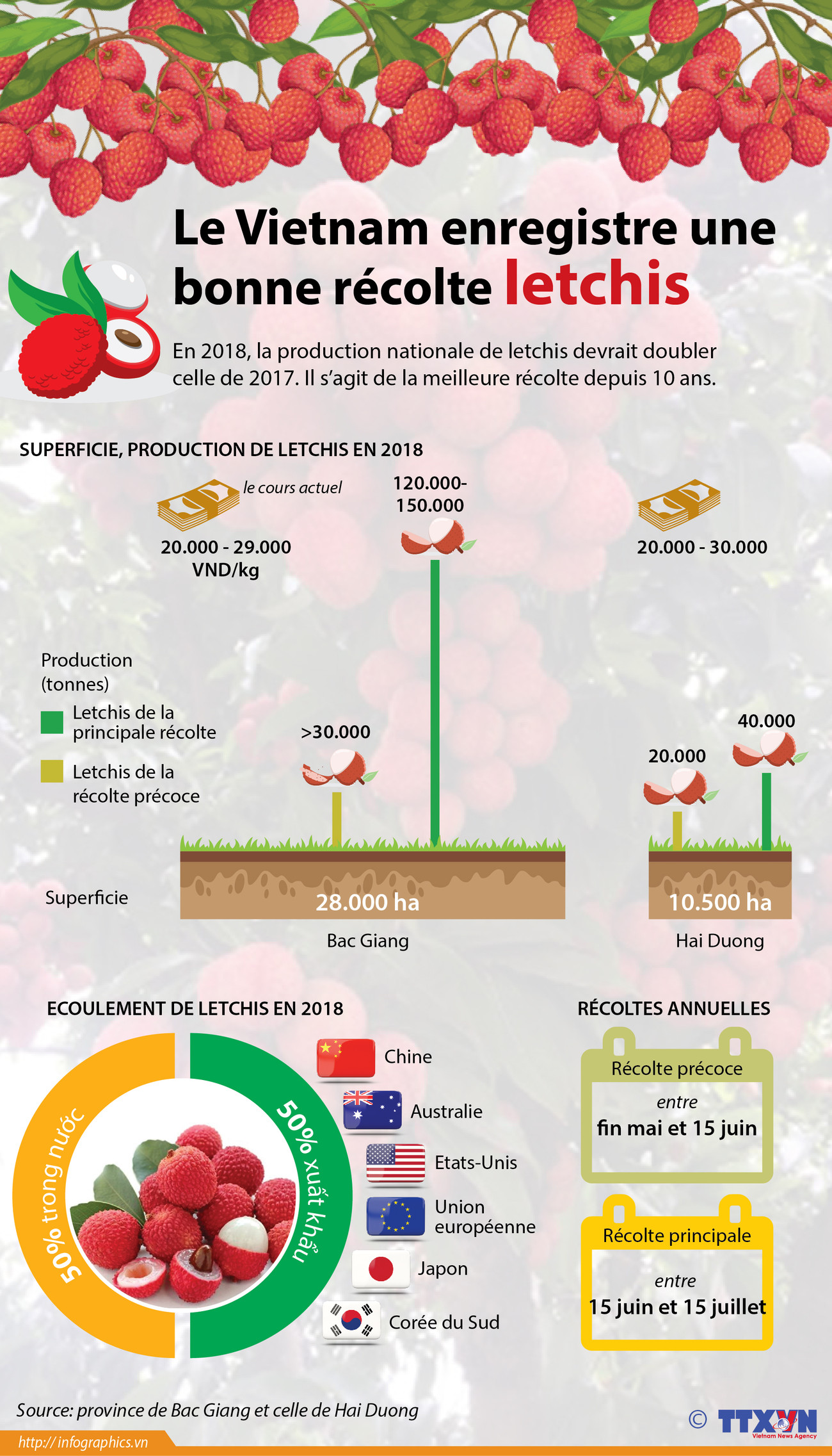 Le Vietnam enregistre une bonne récolte de letchis ảnh 1