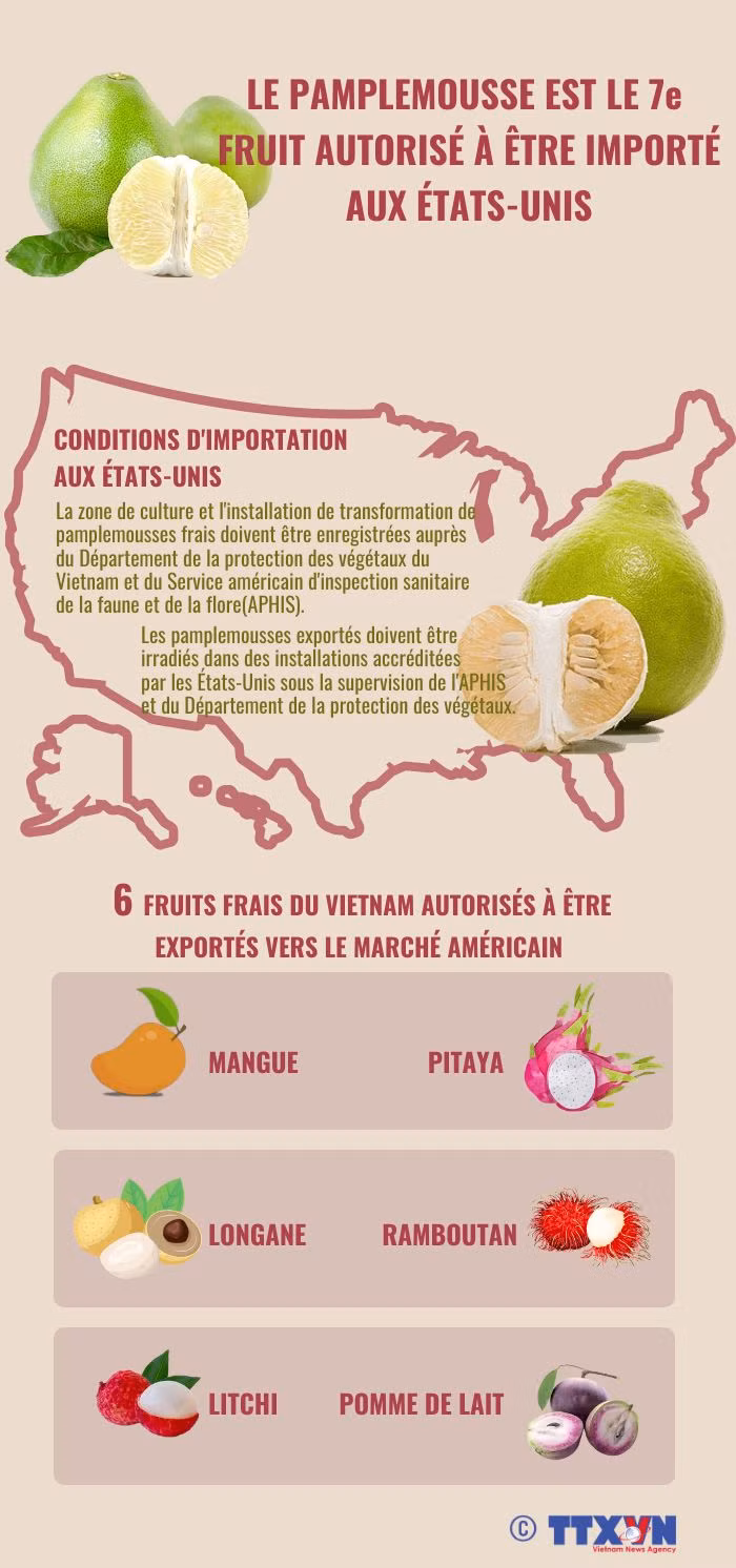 Le pamplemousse est le 7e fruit vietnamien autorisé à être importé aux États-Unis ảnh 1 Le pamplemousse est le 7e fruit vietnamien autorisé à être importé aux États-Unis ảnh 1