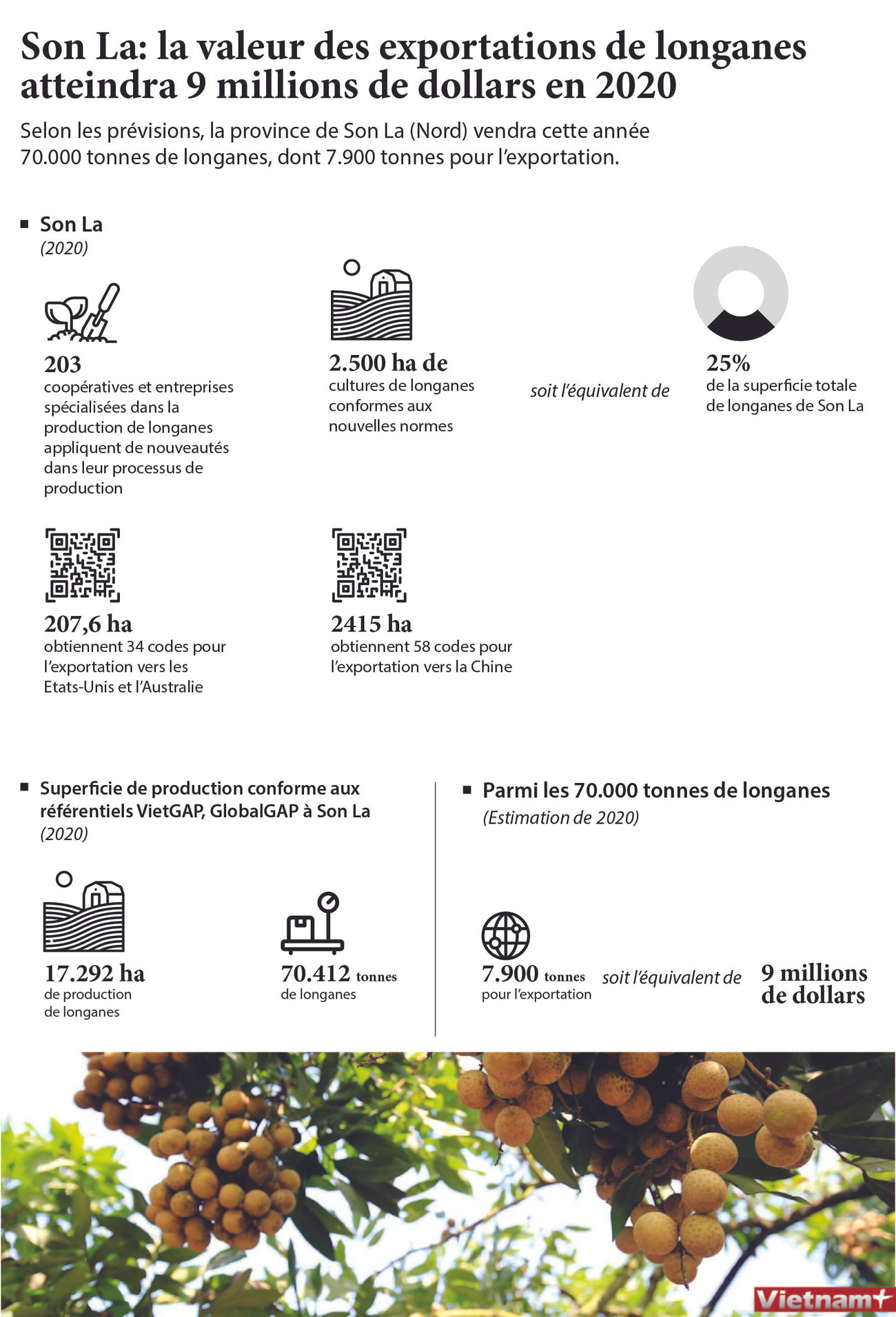 Son La: la valeur des exportations de longanes atteindra 9 millions de dollars en 2020 ảnh 1 Son La: la valeur des exportations de longanes atteindra 9 millions de dollars en 2020 ảnh 1