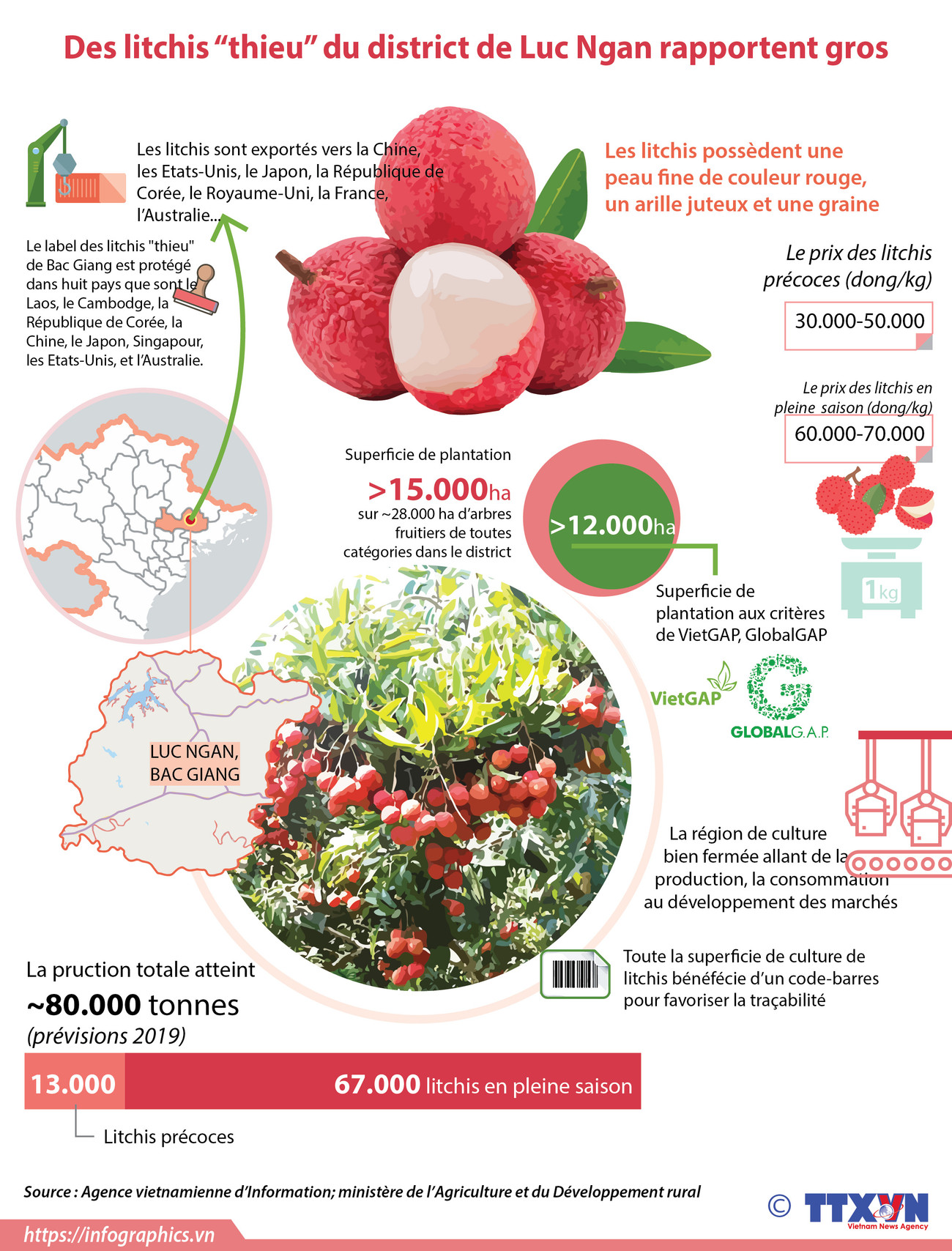 Des litchis “thieu” du district de Luc Ngan rapportent gros ảnh 1