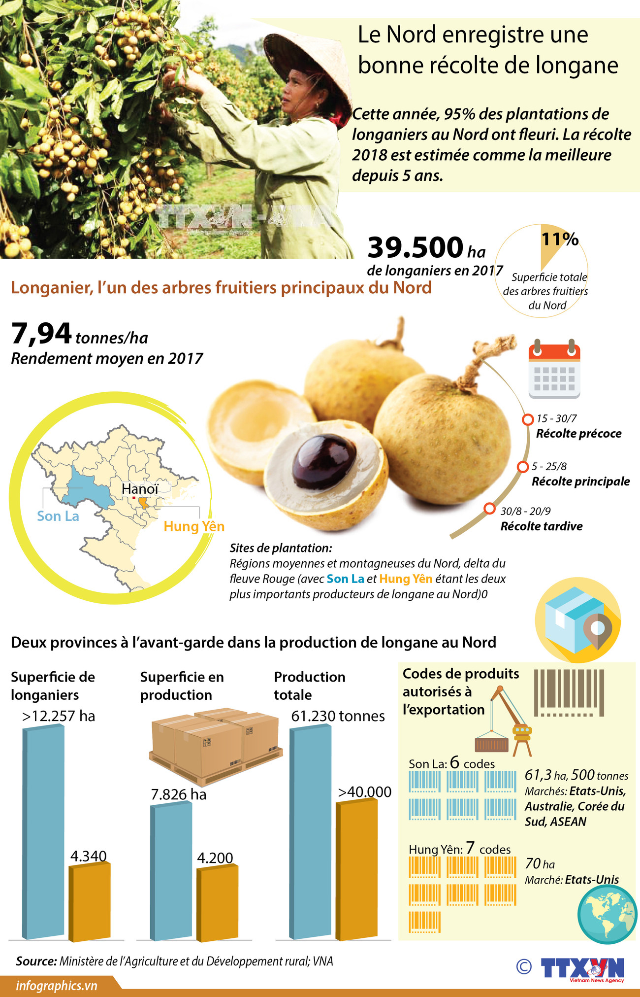 [Infographie] Le Nord enregistre une bonne récolte de longane ảnh 1