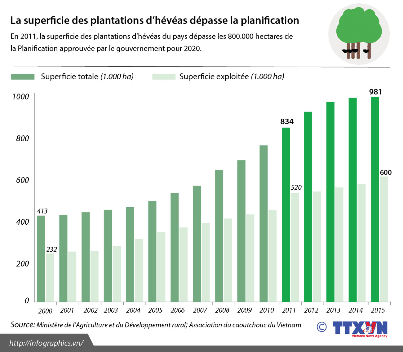 La superficie des plantations d’hévéas dépasse la planification ảnh 1