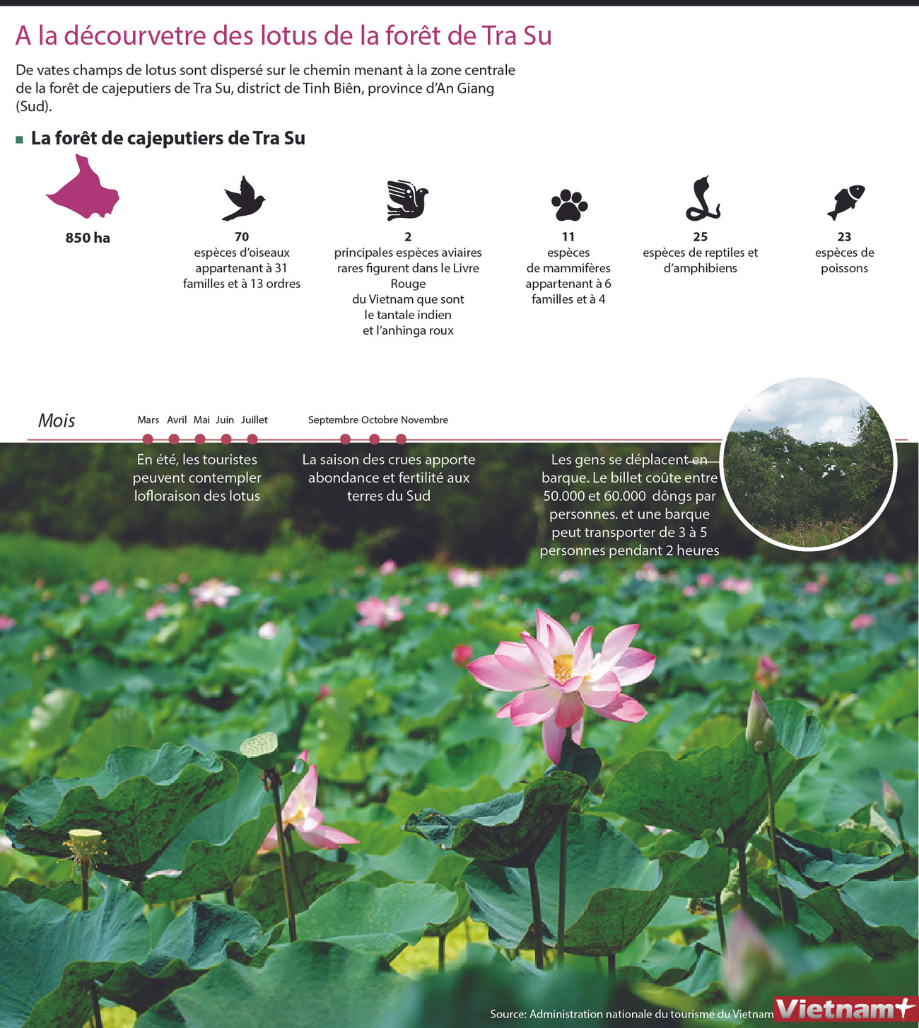 Plongée dans les champs de lotus à Tra Su, dans le Sud ảnh 1