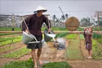 Des touristes découvrent le village maraîcher de Tra Que, à Hoi An, province de Quang Nam. (Photo : VNA)