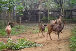 Les cerfs sont soignés dans le parc national de Cúc Phương. Photo : VNA