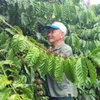 Le café est un produit d'exportation phare du Vietnam vers la Tunisie. Photo: VNA