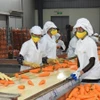 Fin octobre 2025, les exportations vietnamiennes de fruits et légumes ont atteint 7,05 milliards de dollars. Photo: nhandan.vn