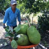 Récolte de jacquiers dans un verger de la province de Dong Thap. Photo: VNA