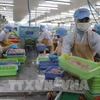 De nombreuses entreprises singapouriennes considèrent désormais le Vietnam comme une source d’approvisionnement fiable de produits aquatiques. Photo: VNA