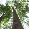 la forêt occupe une place importante dans le développement du pays. Au-delà de son rôle de « poumon vert », elle constitue un espace de subsistance pour des millions de personnes. Photo: VNA