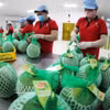 Conditionnement de pamplemousse à peau verte destinés à l'exportation à l'usine du groupe Vina T&T dans la province de Vinh Long. Photo : VNA.
