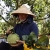 Dong Thap dispose actuellement environ 4 364 hectares consacrés à la culture du pamplemousse, avec une production annuelle dépassant 65.000 tonnes. Photo: VNA