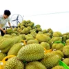 Durian frais, produit d'exportation phare du Vietnam vers la Chine. Photo: VNA