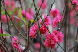 Fleurs de pêcher. 