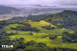 Les rizières en terrasses de Miên Doi sont connues comme l’un des plus beaux paysages de la province de Phu Tho et plus largement du Nord-Ouest du Vietnam. Photo: VNA