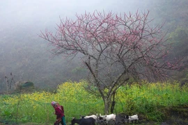 En raison de son éloignement des plaines, Ha Giang a su préserver intactes de nombreuses traditions culturelles des minorités ethniques. Photo: CTV/Vietnam+