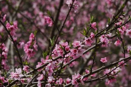 Les fleurs de pêcher de toujours s’épanouissent au retour du printemps