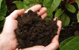 La tourbe, un atout clé pour le développement de l’agriculture verte au Vietnam. Photo: Internet