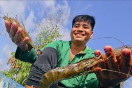 Crevettes d'élevage de haute qualité au hameau 6, commune de Luong Nghia (district de Long My, province de Hau Giang). Photo : VNA