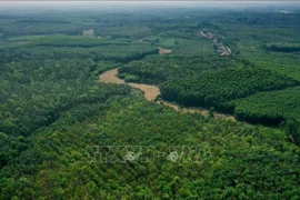 Superficie forestière du district de Gio Linh, province de Quang Tri. Photo d'illustration : VNA