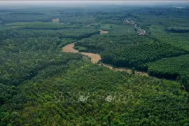 Superficie forestière du district de Gio Linh, province de Quang Tri. Photo d'illustration : VNA