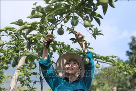 Une femme de la commune de Ho Thau (district de Tam Duong, province de Lai Chau) prend soin d'arbres fruitiers. Photo : VNA