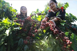 Récolte du café dans la ville de Buon Ma Thuot, province de Dak Lak. Photo : VNA