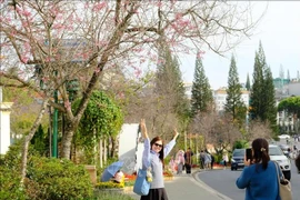 Visiteurs à Da Lat. Photo: VNA