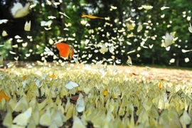 Le parc national de Cuc Phuong à Ninh Binh couvre une superficie de 25.000 hectares, avec une flore et une faune riches et diversifiées typiques des forêts tropicales humides. Photo : VNA
