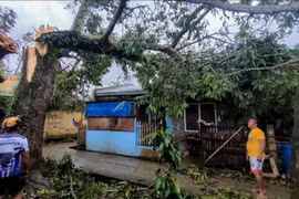 Un arbre renversé par le typhon Bualoi dans la province de Masbate, aux Philippines, le 26 septembre 2025. Photo : Xinhua/VNA