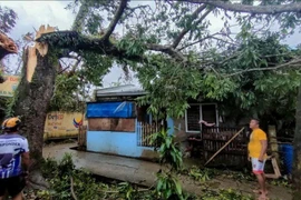 Un arbre renversé par le typhon Bualoi dans la province de Masbate, aux Philippines, le 26 septembre 2025. Photo : Xinhua/VNA