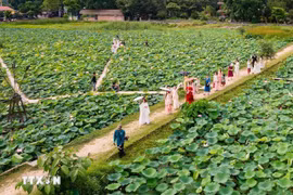 Saison des lotus à Ninh Binh en juin. Photo : VNA
