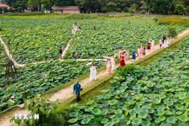 Saison des lotus à Ninh Binh en juin. Photo : VNA
