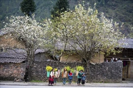 La beauté des gens et les magnifiques paysages sont des attractions pour les touristes à Ha Giang. Photo : VNA