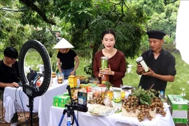 Des créateurs de contenu aident les agriculteurs de Hung Yen à vendre des longanes et des produits agricoles OCOP sur TikTok. Photo : VNA