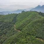 Le Vietnam recevra 5 millions de dollars entre septembre et octobre, provenant du transfert supplémentaire d'un million de tonnes de CO2 à la Banque mondiale. Photo: VNA