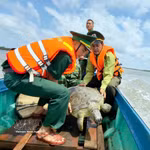 La tortue olivâtre de 60 kg relâchée à la mer à Ca Mau. Photo: VNA