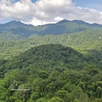 Souvent qualifiées de « poumons verts » de la planète, les forêts soutiennent silencieusement la vie et protègent les communautés face à l’intensification des aléas climatiques. Photo: VNA