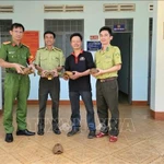 Réception de cinq tortues à tête jaune à Gia Lai. Photo: VNA