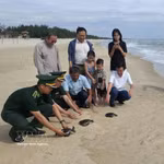 Relâche de trois tortues marines menacées dans leur milieu naturel. Photo: VNA