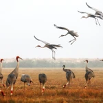Le Parc national de Tràm Chim restaure son écosystème pour le retour des grues antigones