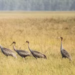 Des grues antigones observées au Parc national de Tram Chim. Photo: VNA