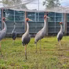 Des grues à tête rouge au Parc national de Tràm Chim, dans la province de Dông Thap. Photo diffusée par la VNA
