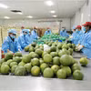 Les conditions naturelles favorables et la haute qualité des fruits font du pomelo à chair verte un produit agricole stratégique pour la région. Photo: VNA