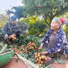 Des agricultrices de Bac Ninh récoltent les litchis. Photo : VNA
